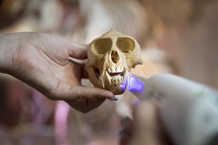 Le scanner intraoral Planmeca résout les mystères de la nature